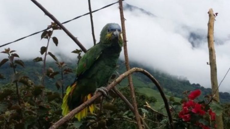 Birds picture ecuador